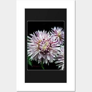 Dinnerplate Dahlia - Avignon Posters and Art